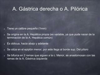 A. Gástrica derecha o A. Pilórica
Tiene un calibre pequeño (1mm)
Se origina en la A. Hepática propia (es variable, ya que pude nacer de la
terminación de la A. Hepática común)
Es oblicua, hacia abajo y adelante
Se sitúa en el epiplón menor, por este llega al borde sup. Del píloro
Se bifurca en 2 ramas que siguen a la c. Menor, se anastomosan con las
ramas de la A. Gástrica izquierda
 