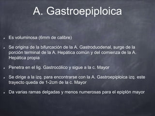 A. Gastroepiploica
Es voluminosa (6mm de calibre)
Se origina de la bifurcación de la A. Gastroduodenal, surge de la
porción terminal de la A. Hepática común y del comienza de la A.
Hepática propia
Penetra en el lig. Gastrocólico y sigue a la c. Mayor
Se dirige a la izq. para encontrarse con la A. Gastroepiploica izq. este
trayecto queda de 1-2cm de la c. Mayor
Da varias ramas delgadas y menos numerosas para el epiplón mayor
 