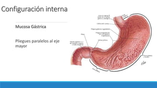 Configuración interna
Mucosa Gástrica
Pliegues paralelos al eje
mayor
 