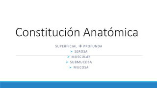 Constitución Anatómica
SUPERFICIAL  PROFUNDA
 SEROSA
 MUSCULAR
 SUBMUCOSA
 MUCOSA
 