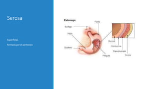 Serosa
Superficial,
formada por el peritoneo
 