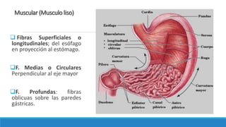Muscular (Musculo liso)
 Fibras Superficiales o
longitudinales; del esófago
en proyección al estómago.
F. Medias o Circulares
Perpendicular al eje mayor
F. Profundas: fibras
oblicuas sobre las paredes
gástricas.
 