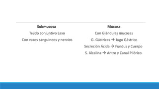 Submucosa
Tejido conjuntivo Laxo
Con vasos sanguíneos y nervios
Mucosa
Con Glándulas mucosas
G. Gástricas  Jugo Gástrico
Secreción Ácida  Fundus y Cuerpo
S. Alcalina  Antro y Canal Pilórico
 