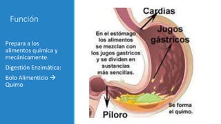 Función
Prepara a los
alimentos química y
mecánicamente.
Digestión Enzimática:
Bolo Alimenticio 
Quimo
 