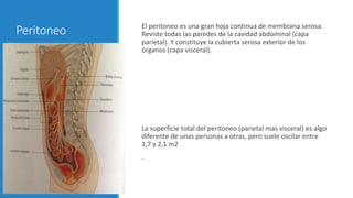 Peritoneo El peritoneo es una gran hoja continua de membrana serosa.
Reviste todas las paredes de la cavidad abdominal (capa
parietal). Y constituye la cubierta serosa exterior de los
órganos (capa visceral).
La superficie total del peritoneo (parietal mas visceral) es algo
diferente de unas personas a otras, pero suele oscilar entre
1,7 y 2,1 m2
.
 
