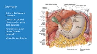 Estómago
• Entre el Esófago y el
Deudeno
• Ocupa casi todo el
Hipocondrio y parte
del Epigastrio.
• Parcialmente en el
receso frénico
Izquierdo.
• Ubicación cambiante.
 