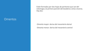 Omentos
Están formados por dos hojas de peritoneo que van del
estomago y la primera porción del duodeno a otras vísceras.
Hay dos:
-Omento mayor: deriva del mesenterio dorsal
-Omento menor: deriva del mesenterio ventral
 