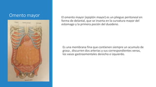 Omento mayor El omento mayor (epiplón mayor) es un pliegue peritoneal en
forma de delantal, que se inserta en la curvatura mayor del
estomago y la primera poción del duodeno.
Es una membrana fina que contienen siempre un acumulo de
grasa , discurren dos arterias y sus correspondientes venas,
los vasos gastroomentales derecho e izquierdo.
 