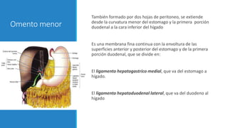 Omento menor
También formado por dos hojas de peritoneo, se extiende
desde la curvatura menor del estomago y la primera porción
duodenal a la cara inferior del hígado
Es una membrana fina continua con la envoltura de las
superficies anterior y posterior del estomago y de la primera
porción duodenal, que se divide en:
El ligamento hepatogastrico medial, que va del estomago a
hígado.
El ligamento hepatoduodenal lateral, que va del duodeno al
hígado
 