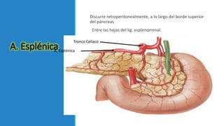 A. Esplénica
Discurre retroperitonealmente, a lo largo del borde superior
del páncreas
Entre las hojas del lig. esplenorrenal.
 