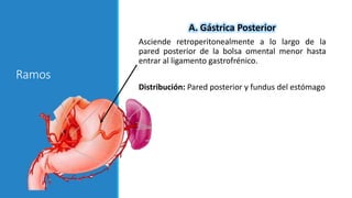 Ramos
A. Gástrica Posterior
Asciende retroperitonealmente a lo largo de la
pared posterior de la bolsa omental menor hasta
entrar al ligamento gastrofrénico.
Distribución: Pared posterior y fundus del estómago
 