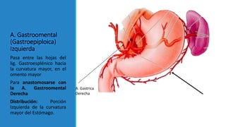 A. Gastroomental
(Gastroepiploica)
Izquierda
Pasa entre las hojas del
lig. Gastroesplénico hacia
la curvatura mayor, en el
omento mayor
Para anastomosarse con
la A. Gastroomental
Derecha
Distribución: Porción
Izquierda de la curvatura
mayor del Estómago.
A. Gastrica
Derecha
 