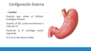 Configuración Externa
o Cardias
Porción que rodea el Esfínter
Esofágico Inferior
Supino: el ESI, suele encontrarse a
nivel de T1
Posterior al 6° cartílago costal
izquierdo
A 2-4 cm del plano medio
 