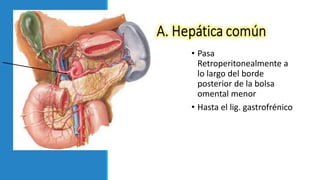 • Pasa
Retroperitonealmente a
lo largo del borde
posterior de la bolsa
omental menor
• Hasta el lig. gastrofrénico
 