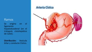 Ramos
Arteria Cística
Se origina en el
ligamento
hepatoduodenal (en el
triángulo cistohepático
de Calot).
Distribución: Vesícula
biliar y conducto Cístico.
 