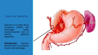 Gástrica Derecha
Discurre a lo largo de la
curvatura menor del
estómago hasta
anastomosarse con la
arteria gástrica
Izquierda.
Distribución: Porción
derecha de la curvatura
menor del estómago.
 