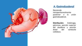 A. Gastroduodenal
Desciende
retroperitonealmente
posterior a la unión
gastroduodenal.
Distribución: Estómago,
páncreas, porción superior
del duodeno y porción
distal del conducto
colédoco.
 