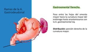 Ramas de la A.
Gastrodeudonal
Gastroomental Derecha.
Pasa entre las hojas del omento
mayor hacia la curvatura mayor del
estómago hasta anastomosarse con
la A. gastroomental Izq.
Distribución: porción derecha de la
curvatura mayor.
 