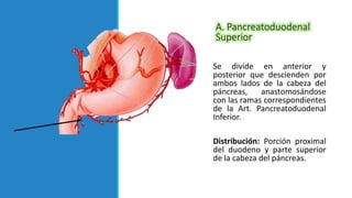 A. Pancreatoduodenal
Superior
Se divide en anterior y
posterior que descienden por
ambos lados de la cabeza del
páncreas, anastomosándose
con las ramas correspondientes
de la Art. Pancreatoduodenal
Inferior.
Distribución: Porción proximal
del duodeno y parte superior
de la cabeza del páncreas.
 