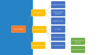 Tronco Celíaco
A. Esplénica
A. Gástrica Posterior
Gastroomental
Izquierda
Gástricas cortas
A. Hepática Común A. Cística
A. Gástrica Derecha
A. Gastroduodenal
A. Gastroomental
Derecha
Pancreatoduodenal
A. Gástrica Izquierda
 