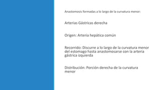 Anastomosis formadas a lo largo de la curvatura menor:
Arterias Gástricas derecha
Origen: Arteria hepática común
Recorrido: Discurre a lo largo de la curvatura menor
del estomago hasta anastomosarse con la arteria
gástrica izquierda
Distribución: Porción derecha de la curvatura
menor
 