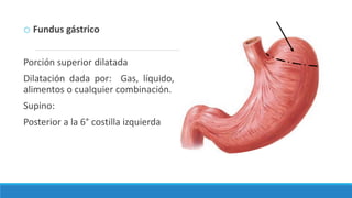 o Fundus gástrico
Porción superior dilatada
Dilatación dada por: Gas, líquido,
alimentos o cualquier combinación.
Supino:
Posterior a la 6° costilla izquierda
 
