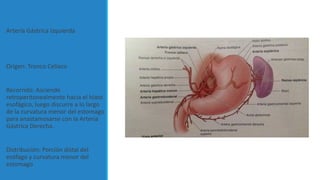 Arteria Gástrica Izquierda
Origen: Tronco Celiaco
Recorrido: Asciende
retroperitonealmente hacia el hiato
esofágico, luego discurre a lo largo
de la curvatura menor del estomago
para anastamosarse con la Arteria
Gástrica Derecha.
Distribución: Porción distal del
esófago y curvatura menor del
estomago
 
