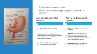 A lo largo de la curvatura mayor:
Arterias Gastroomentales (gastroepiploicas) Derecha e
Izquierda
Arteria Gastroomental
Derecha
Origen: Arteria Gastroduodenal
Recorrido: Pasa entre las hojas del omento
mayor hacia las curvatura mayor del estomago
hasta anastamosarse con la Arteria
Gastroomental izquierda
Distribución: Porción derecha de la
curvatura mayor del estomago
Arteria Gastroomental
Izquierda
Origen: Arteria Esplénica en el hilio
esplénico
Recorrido: Pasa entre las hojas del
ligamento gastroesplenico hacia la
curvatura mayor del estomago en el
omento mayor, para anastomosarse con la
arteria gastroomental derecha
Distribución: Porcion Izquierda de la
curvatura mayor del estomago
 