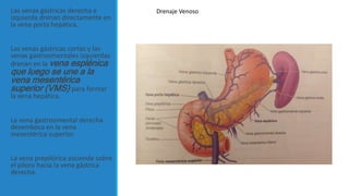 Las venas gástricas derecha e
izquierda drenan directamente en
la vena porta hepática.
Las venas gástricas cortas y las
venas gastroomentales izquierdas
drenan en la vena esplénica
que luego se une a la
vena mesentérica
superior (VMS) para formar
la vena hepática.
La vena gastroomental derecha
desemboca en la vena
mesentérica superior.
La vena prepilórica asciende sobre
el píloro hacia la vena gástrica
derecha.
Drenaje Venoso
 