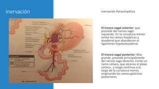 Inervación Inervación Parasimpática
El tronco vagal anterior: que
procede del nervio vago
izquierdo. En la curvatura menor
emite los ramos hepáticos y
duodenal que abandonan el
ligamento hepatoduodenal.
El tronco vagal posterior: Mas
grande, procede principalmente
del nervio vago derecho. Emite un
ramo celiaco, que alcanza el plexo
celiaco , y luego continua a lo
largo de la curvatura menor,
originando los ramos gástricos
posteriores.
 