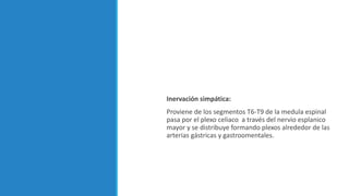 Inervación simpática:
Proviene de los segmentos T6-T9 de la medula espinal
pasa por el plexo celiaco a través del nervio esplanico
mayor y se distribuye formando plexos alrededor de las
arterias gástricas y gastroomentales.
 