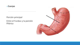 oCuerpo
Porción principal
Entre el Fundus y la porción
Pilórica
 