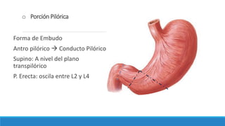 o Porción Pilórica
Forma de Embudo
Antro pilórico  Conducto Pilórico
Supino: A nivel del plano
transpilórico
P. Erecta: oscila entre L2 y L4
 
