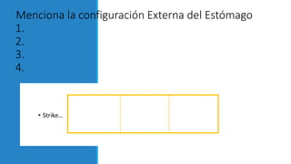 Menciona la configuración Externa del Estómago
1.
2.
3.
4.
 