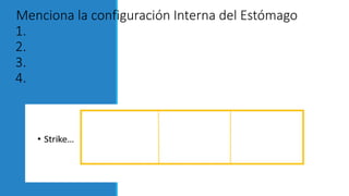 Menciona la configuración Interna del Estómago
1.
2.
3.
4.
 
