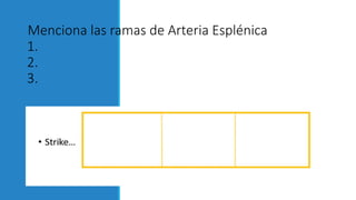 Menciona las ramas de Arteria Esplénica
1.
2.
3.
 