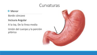 Curvaturas
 Menor
Borde cóncavo
Incisura Angular
A la Izq. De la línea media
Unión del cuerpo y la porción
pilórica
 