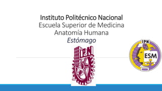 Instituto Politécnico Nacional
Escuela Superior de Medicina
Anatomía Humana
Estómago
 