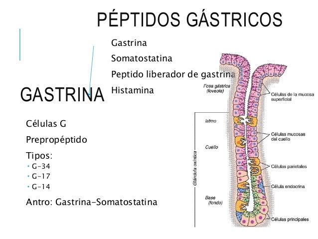 ESTOMAGO Y FISIOLOGÍA DE LAS GLANDULAS ESTOMAGO Y FISIOLOGÍA DE LAS GLANDULAS