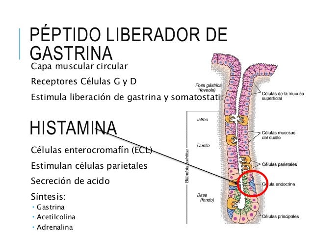 ESTOMAGO Y FISIOLOGÍA DE LAS GLANDULAS ESTOMAGO Y FISIOLOGÍA DE LAS GLANDULAS
