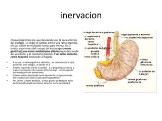 inervacion
El neumogastrico izq, que desciende por la cara anterior
del esofago , al llegar al cardias emite una rama izqierda ,
el cual divide en multiples ramas para inervar los 2
tercios superiroes del cuerpo del estomago (ramas
gastricas);una rama media(rama pilorica) que desciende
del vestibulo y el conducto pilorico. Y un ramo derecho ,
ramo hepatico destinado al higado.
• A su ves , el neumogastrico derecho , en relacion con la cara
posterior dele sofago , se divide en 3.
• El ramo izquierdo inerva al cardias , a la pequeña curvatura y
la porcion superior del cuerpo del estomago , constituyendo
losramos gastricos posteriores;
• El ramo medio desciende hasta abordar la cara posteriiroes
del vestibulo del piloro (ramo piloricoposterior)
• Por ultimo la rama derecha , la mas gruesa de todas se halla
destinada al ganglio semilunar derecho (ramo semilunar)
 