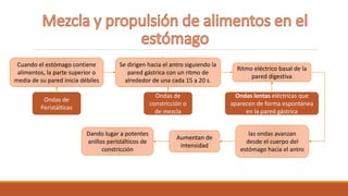 Cuando el estómago contiene
alimentos, la parte superior o
media de su pared inicia débiles
Ondas de
constricción o
de mezcla
Se dirigen hacia el antro siguiendo la
pared gástrica con un ritmo de
alrededor de una cada 15 a 20 s.
Ondas de
Peristálticas
Ritmo eléctrico basal de la
pared digestiva
Ondas lentas eléctricas que
aparecen de forma espontánea
en la pared gástrica
las ondas avanzan
desde el cuerpo del
estómago hacia el antro
Aumentan de
intensidad
Dando lugar a potentes
anillos peristálticos de
constricción
 