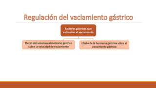 Factores gástricos que
estimulan el vaciamiento
Efecto del volumen alimentario gástrico
sobre la velocidad de vaciamiento
Efecto de la hormona gastrina sobre el
vaciamiento gástrico
 