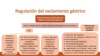 Potentes factores duodenales que
inhiben el vaciamiento gástrico
Efecto inhibidor de los reflejos nerviosos enterogástricos del duodeno
Vías
Desde el
duodeno al
estómago a
través del
sistema
nervioso
mientérico de
la pared
gastrointestinal
Los nervios extrínsecos
que van a los ganglios
simpáticos
prevertebrales
regresar a través de las
fibras nerviosas
simpáticas inhibidoras
hacia el estómago,
nervios vagos que
conducen los
impulsos al
tronco del
encéfalo que
inhiben las señales
excitadoras
normales.
1. Distensión del duodeno.
2. Presencia de cualquier irritación de la
mucosa duodenal.
3. Acidez del quimo duodenal.
4. Osmolalidad del quimo.
5. Presencia de determinados productos
de degradación en el quimo, sobre todo
productos de degradación de las proteínas
y, quizás en menor medida, de las grasas.
Factores que
controla el
duodeno
 