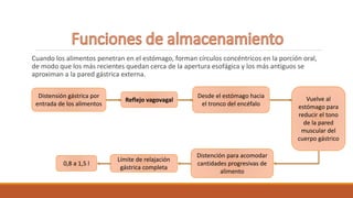 Cuando los alimentos penetran en el estómago, forman círculos concéntricos en la porción oral,
de modo que los más recientes quedan cerca de la apertura esofágica y los más antiguos se
aproximan a la pared gástrica externa.
Distensión gástrica por
entrada de los alimentos
Reflejo vagovagal
Desde el estómago hacia
el tronco del encéfalo
Vuelve al
estómago para
reducir el tono
de la pared
muscular del
cuerpo gástrico
Distención para acomodar
cantidades progresivas de
alimento
Límite de relajación
gástrica completa
0,8 a 1,5 l
 
