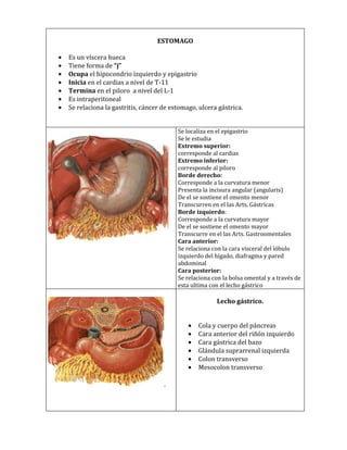 ESTOMAGO

•   Es un víscera hueca
•   Tiene forma de “j”
•   Ocupa el hipocondrio izquierdo y epigastrio
•   Inicia en el cardias a nivel de T-11
•   Termina en el piloro a nivel del L-1
•   Es intraperitoneal
•   Se relaciona la gastritis, cáncer de estomago, ulcera gástrica.


                                           Se localiza en el epigastrio
                                           Se le estudia
                                           Extremo superior:
                                           corresponde al cardias
                                           Extremo inferior:
                                           corresponde al piloro
                                           Borde derecho:
                                           Corresponde a la curvatura menor
                                           Presenta la incisura angular (angularis)
                                           De el se sostiene el omento menor
                                           Transcurren en el las Arts. Gástricas
                                           Borde izquierdo:
                                           Corresponde a la curvatura mayor
                                           De el se sostiene el omento mayor
                                           Transcurre en el las Arts. Gastroomentales
                                           Cara anterior:
                                           Se relaciona con la cara visceral del lóbulo
                                           izquierdo del hígado, diafragma y pared
                                           abdominal
                                           Cara posterior:
                                           Se relaciona con la bolsa omental y a través de
                                           esta ultima con el lecho gástrico

                                                         Lecho gástrico.


                                               •   Cola y cuerpo del páncreas
                                               •   Cara anterior del riñón izquierdo
                                               •   Cara gástrica del bazo
                                               •   Glándula suprarrenal izquierda
                                               •   Colon transverso
                                               •   Mesocolon transverso
 