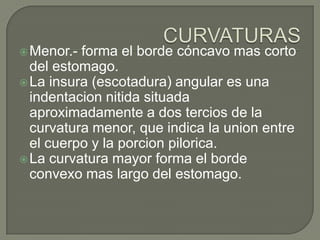  Menor.- forma el borde cóncavo mas corto
  del estomago.
 La insura (escotadura) angular es una
  indentacion nitida situada
  aproximadamente a dos tercios de la
  curvatura menor, que indica la union entre
  el cuerpo y la porcion pilorica.
 La curvatura mayor forma el borde
  convexo mas largo del estomago.
 