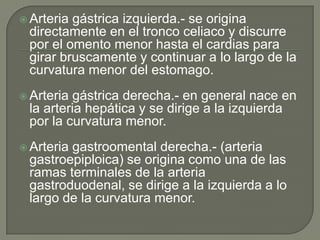  Arteriagástrica izquierda.- se origina
 directamente en el tronco celiaco y discurre
 por el omento menor hasta el cardias para
 girar bruscamente y continuar a lo largo de la
 curvatura menor del estomago.
 Arteria gástrica derecha.- en general nace en
 la arteria hepática y se dirige a la izquierda
 por la curvatura menor.
 Arteria
        gastroomental derecha.- (arteria
 gastroepiploica) se origina como una de las
 ramas terminales de la arteria
 gastroduodenal, se dirige a la izquierda a lo
 largo de la curvatura menor.
 