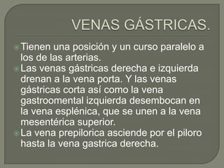  Tienen  una posición y un curso paralelo a
  los de las arterias.
 Las venas gástricas derecha e izquierda
  drenan a la vena porta. Y las venas
  gástricas corta así como la vena
  gastroomental izquierda desembocan en
  la vena esplénica, que se unen a la vena
  mesentérica superior.
 La vena prepilorica asciende por el piloro
  hasta la vena gastrica derecha.
 