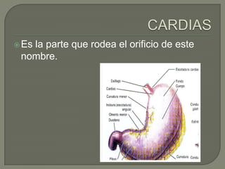  Es
   la parte que rodea el orificio de este
 nombre.
 